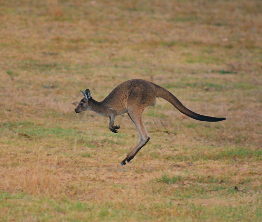 A kangaroo jumping in the air on a grassy plain.